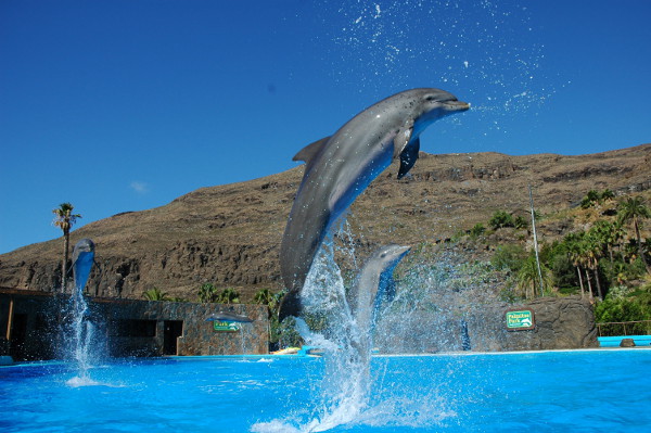 delfinario palmitos park